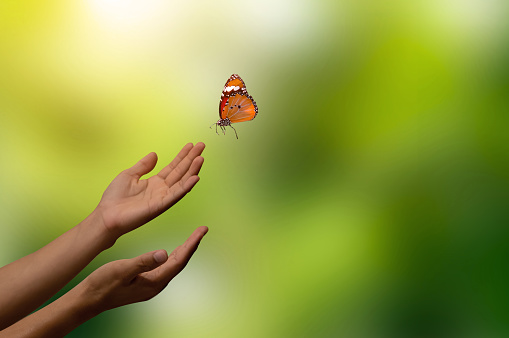 Hand of woman praying and freedom of butterfly enjoying nature on sunrise and green bokeh background with sunlight.