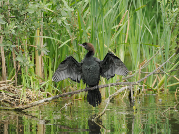 istock Cormorant drying out his plummage, Romania 1683502141