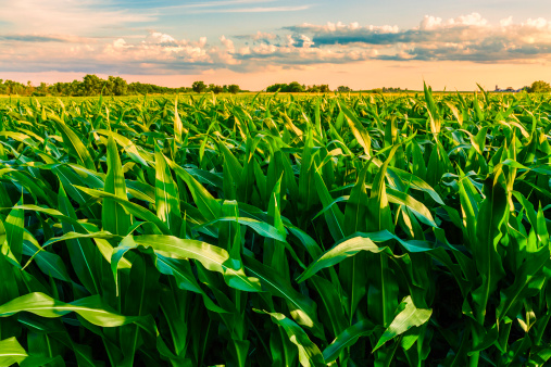 green cornfield listo para la cosecha, por la tarde, al atardecer, Illinois photo