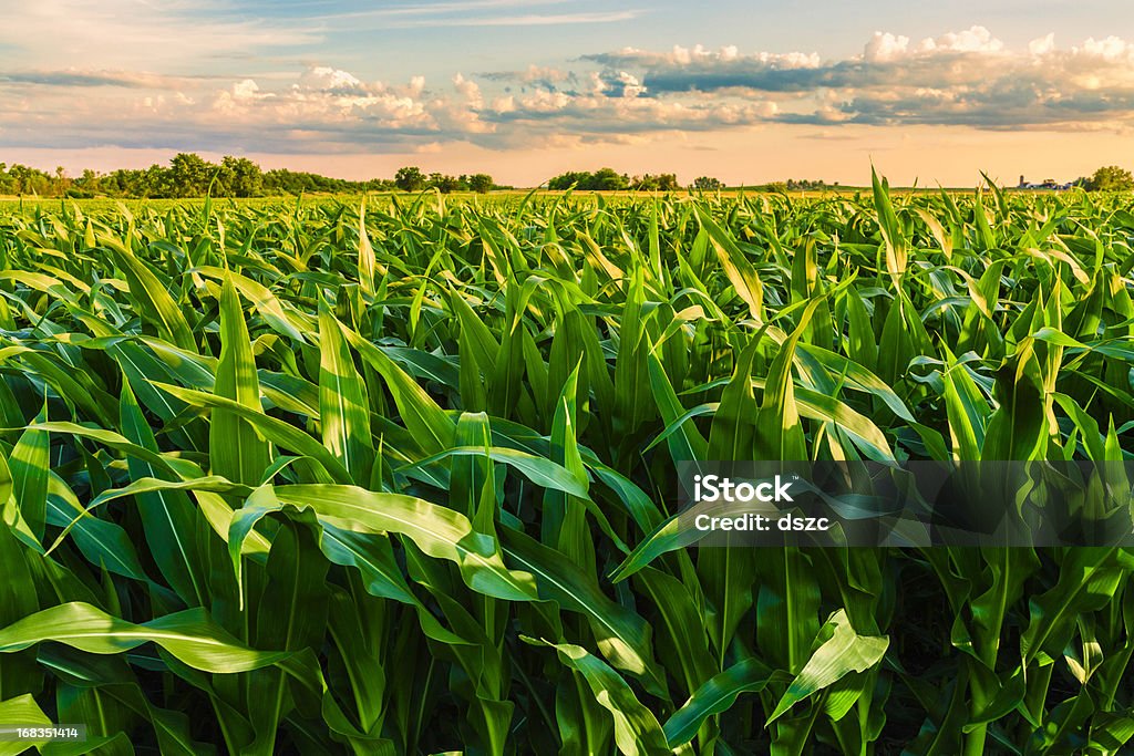 green cornfield listo para la cosecha, por la tarde, al atardecer, Illinois - Foto de stock de Maíz - Zea libre de derechos