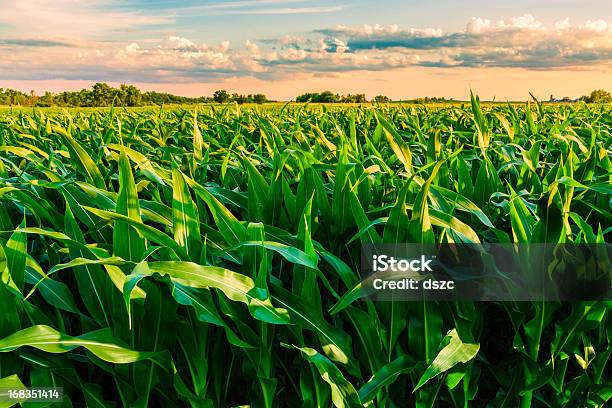 Verde Cornfield Pronto Per Il Raccolto Tardo Pomeriggio Luce Tramonto Illinois - Fotografie stock e altre immagini di Raccolto di mais