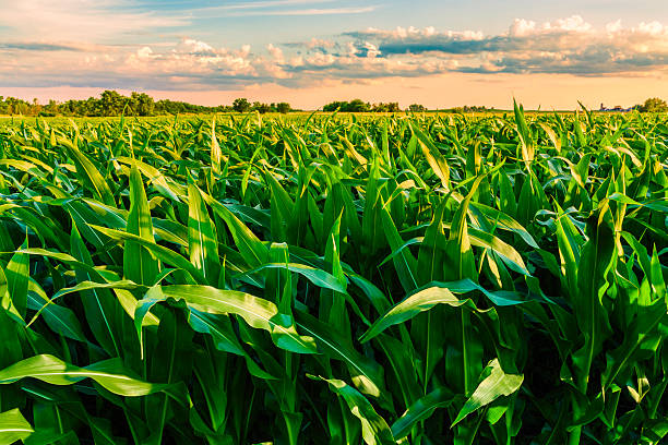 green cornfield ready for harvest, late afternoon light, sunset, Illinois cornfield at sunset in Illinois illinois photos stock pictures, royalty-free photos & images