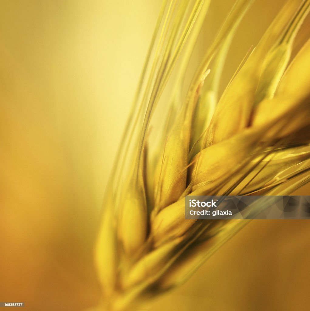 Golden wheat, Nahaufnahme. - Lizenzfrei Weizen Stock-Foto