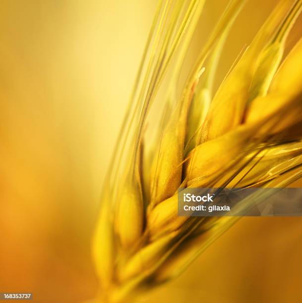 黄金の小麦のクローズアップ - 小麦のストックフォトや画像を多数ご用意 - 小麦, クローズアップ, マクロ撮影