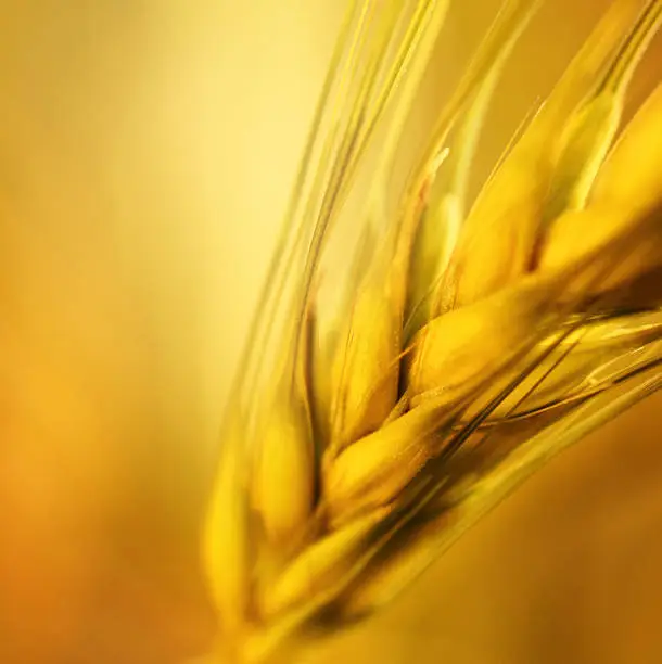 Photo of Golden wheat,closeup.