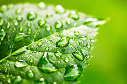 close up of a single leaf with rain drops and green background. Copyspace in the right area. Horizontal shot detailed image. Water Drop on Leaf