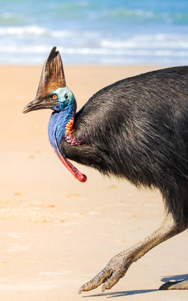 kazuar - beak bird blue cassowary zdjęcia i obrazy z banku zdjęć