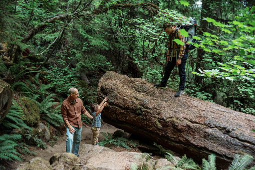 A healthy and active mature adult man hikes through a forest near a fallen tree with his adult son and curious grandchild.