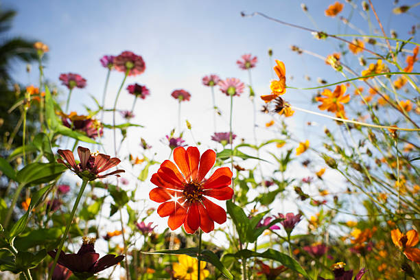 美しい野生の花の牧草地です。 - field daisy vibrant color bright ストックフォトと画像