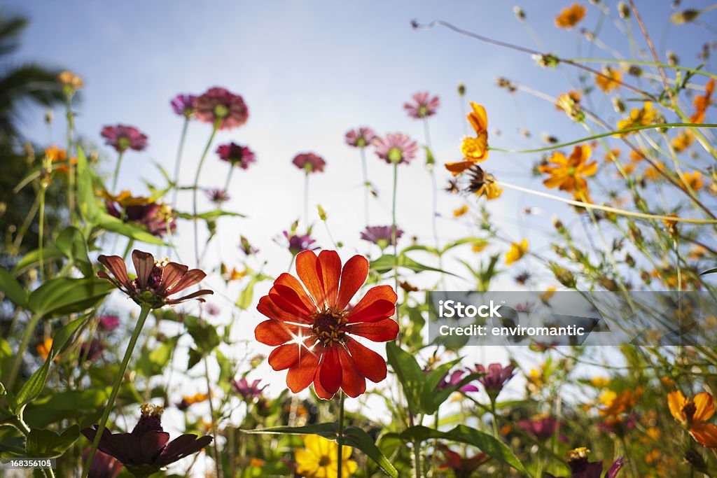 Beautiful wild flowers in a meadow. Beautiful wild daisies in a meadow. Shallow depth of focus. Flower Stock Photo