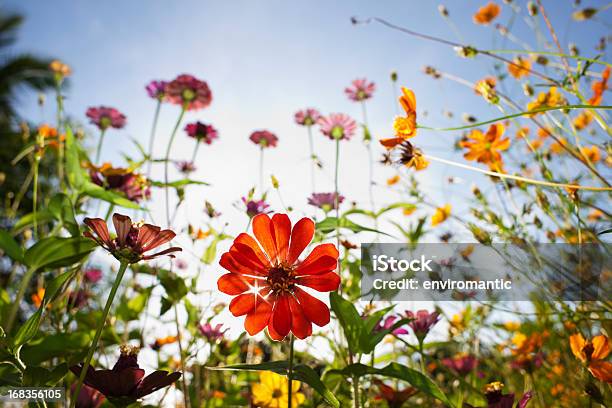 Beautiful Wild Flowers In A Meadow Stock Photo - Download Image Now - Flower, Wildflower, Meadow