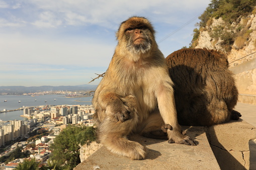 Family monkey on the top of Gibraltar Rock with a view of the city and building