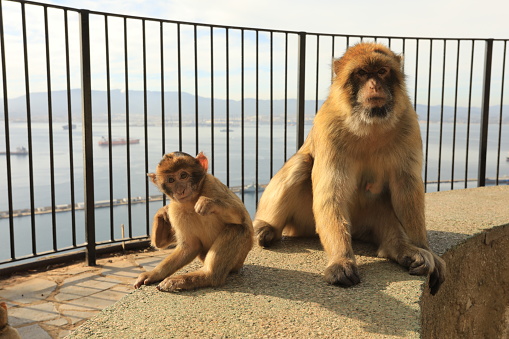 Family of monkeys playing by a fence on the rock of Gibraltar