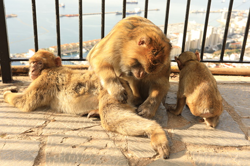 Family of monkeys playing by a fence on the rock of Gibraltar