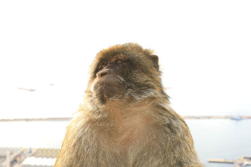 Monkey in the National park of Gibraltar