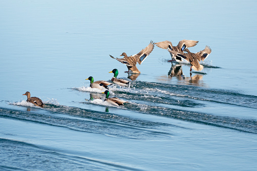Landing ducks
