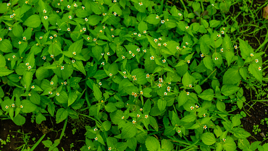 beautiful and amazing green little weed plant