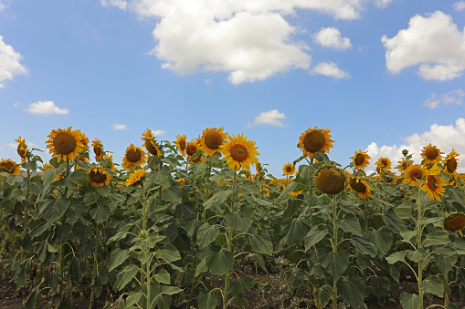 Field of bright sunflowers in Cadiz