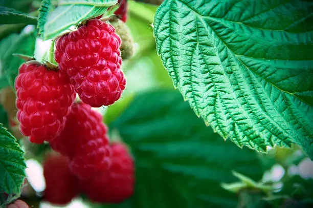Ripe Red Raspberries on plant ready to pick. Large Raspberry leaf and green space for copy.