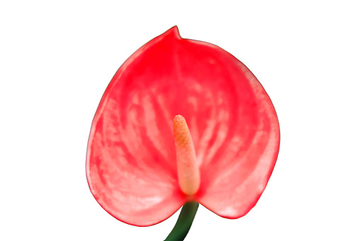 Beautiful red anthurium flower grown in home gardening greenhouse, isolated on a white background