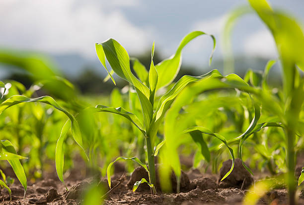 Young corn seedlings in a field. Young corn seedlings in a field. grain sprout stock pictures, royalty-free photos & images