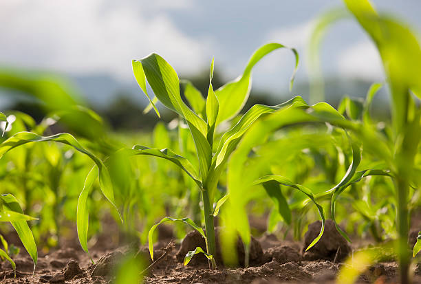 молодые кукуруза деревьев в полевых условиях. - field plant leaf stem стоковые фото и изображения