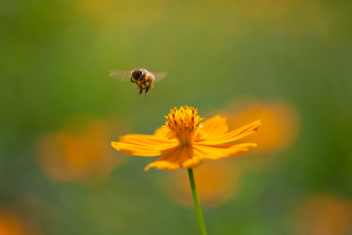 Orange Cosmos flower with bee flying. Out of focus flowers in the meadow, in the background. Good copy space.