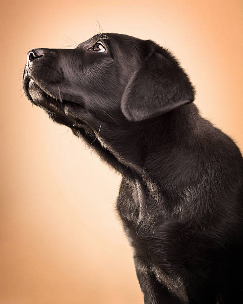 istock Black Lab Puppy Portrait 168358463