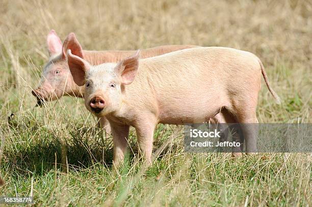Foto de Dois Pequenos Leitões e mais fotos de stock de Porco - Porco, Fazenda, Inglaterra