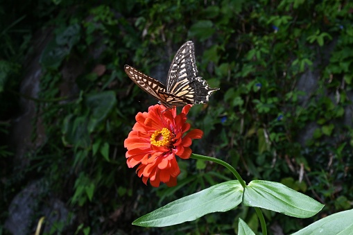 An Asian swallowtail butterfly (Papilio xuthus) sucking nectar from a zinnia flower.The wings are black with many yellow-white markings and lines. The food of the larvae is Rutaceae plants.