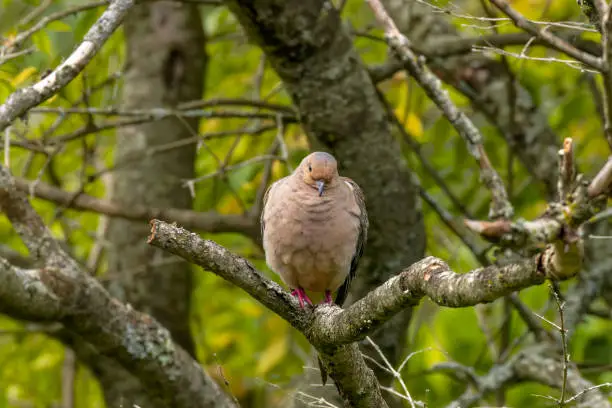 Photo of The mourning dove (Zenaida macroura).