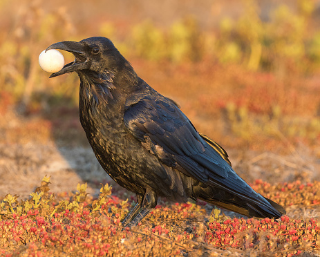 Common Raven with an egg stolen from unguarded birds nest. Palo Alto Baylands, California.