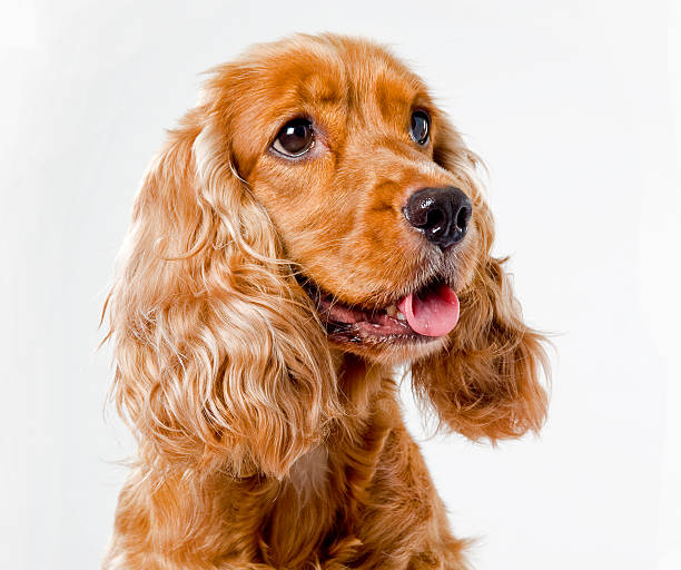 English Cocker Spaniel English Cocker Spaniel cocker spaniel stock pictures, royalty-free photos & images