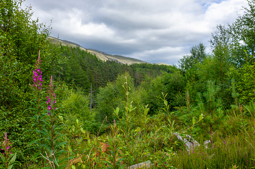 Corrieshalloch Gorge National Nature Reserve, Scotland.