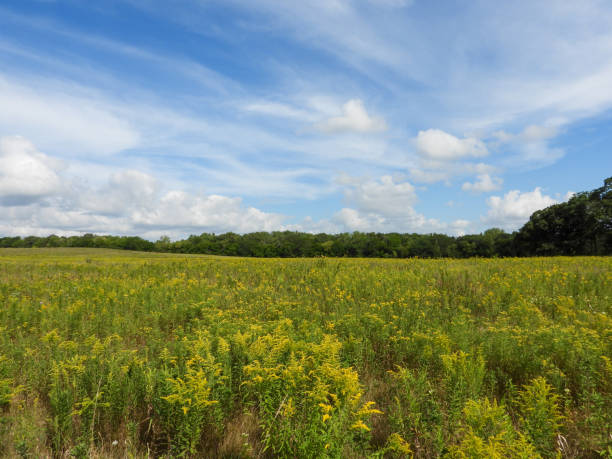 Illinois Prairie Habitat With Blue Sky Background Landscape Photography stock photo