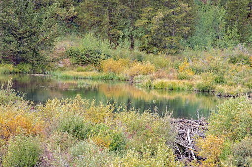 High mountain pond and stream through moose habitat near Fairplay in central Colorado in western USA of North America. Nearest cities are Aspen, Denver and Colorado Springs, Colorado, Salt Lake City, Utah