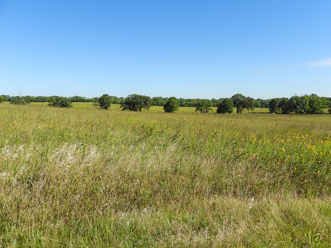 Illinois Prairie Habitat With Blue Sky Background Landscape Photography