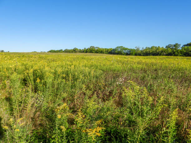 Illinois Prairie Habitat With Blue Sky Background Landscape Photography stock photo