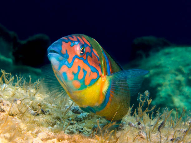 Colourful ornate wrasse from Cyprus Thalassoma pavo thalassoma pavo stock pictures, royalty-free photos & images