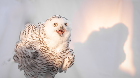 Snowy Owl patiently gazing at the camera