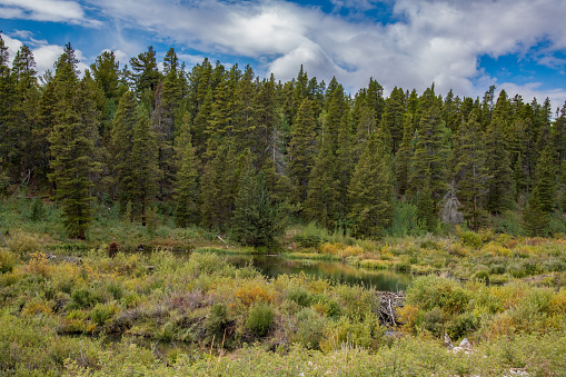 High mountain pond and stream through moose habitat near Fairplay in central Colorado in western USA of North America. Nearest cities are Aspen, Denver and Colorado Springs, Colorado, Salt Lake City, Utah