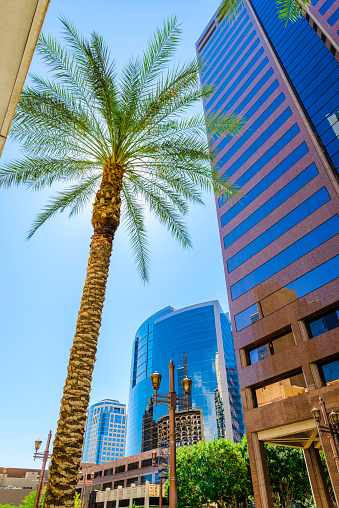 downtown Phoenix looking up into sun behind palm tree, with skyscrapers in background