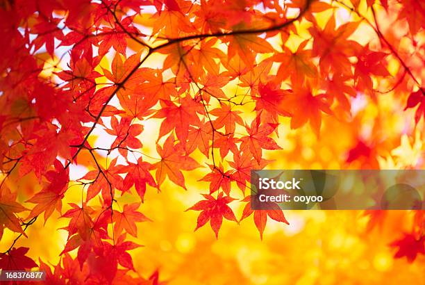 Colori Autunnali - Fotografie stock e altre immagini di Acero giapponese - Acero giapponese, Autunno, Giappone