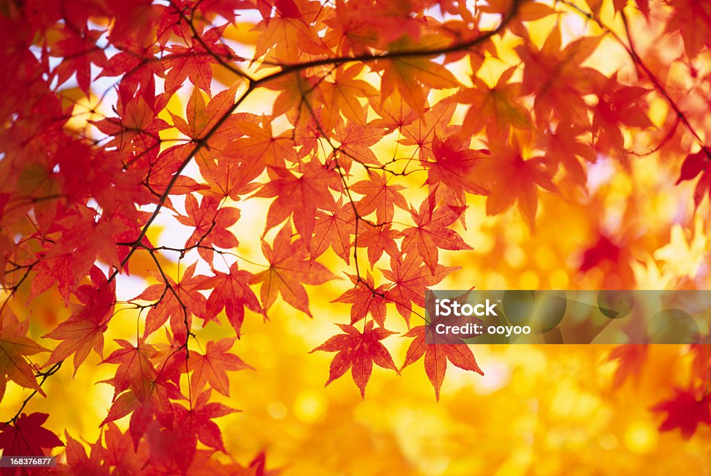 추절 색상 - 로열티 프리 단풍나무 스톡 사진
