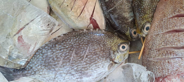 istock Fresh fish in box with ice at the fish market 1683786261