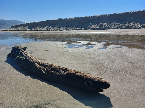 Bird-shaped driftwood in sea