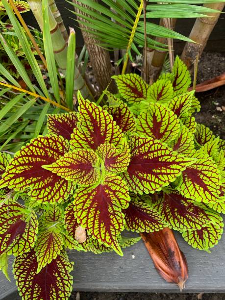 istock Vibrant plant in garden 1683835677