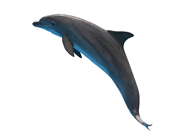 dolphin aislado de - delfín fotografías e imágenes de stock