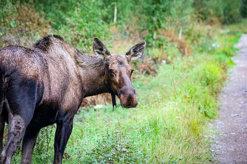 This young moose is next to the roadway eating willow branches