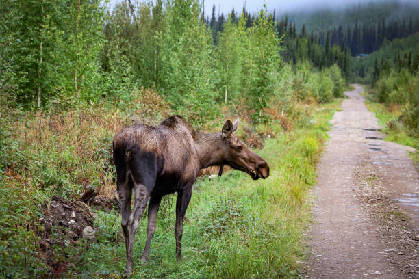 istock Young moose in Chena hot spring Alaska walking near a road 1683840405